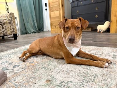 Tully Tilly Mini Party Pittie thumbnail 9