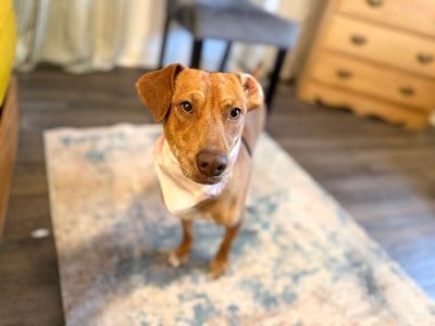 Tully Tilly Mini Party Pittie thumbnail 5