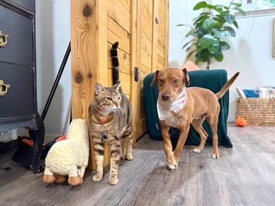 Tully Tilly Mini Party Pittie thumbnail 3