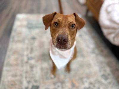Tully Tilly Mini Party Pittie thumbnail 14