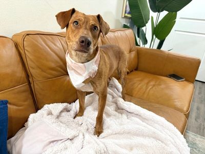 Tully Tilly Mini Party Pittie thumbnail 15