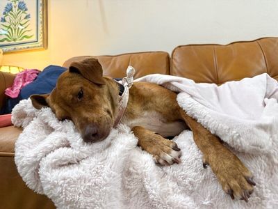 Tully Tilly Mini Party Pittie thumbnail 2