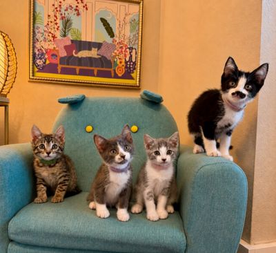 Chattanooga Choo Choo Sweet On You thumbnail 9