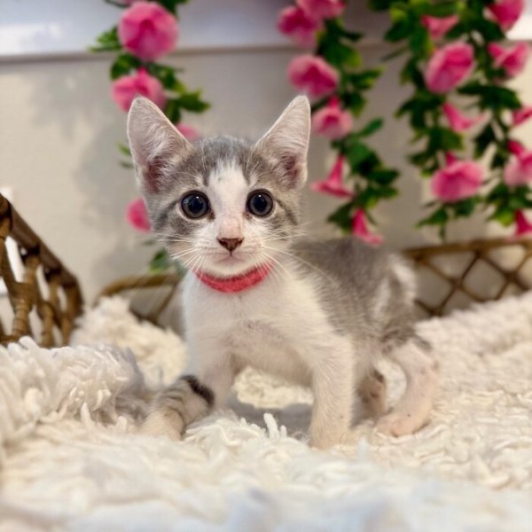 Canyon Spirit Oh So Precious, a Domestic Short Hair cat