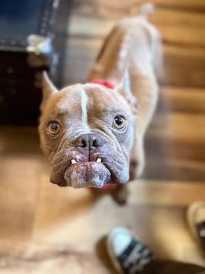 Igor Smooches thumbnail 13
