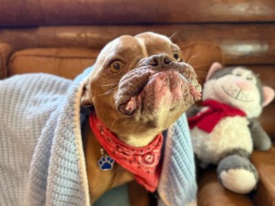 Igor Smooches thumbnail 17