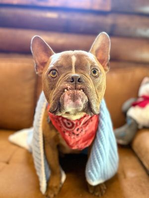 Igor Smooches thumbnail 3