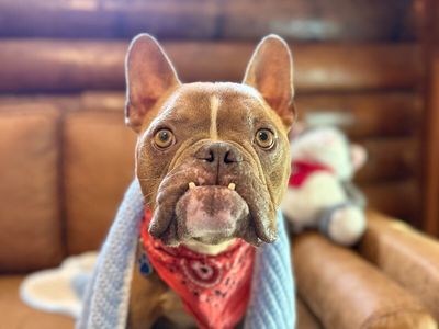 Igor Smooches thumbnail 19