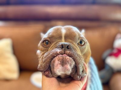 Igor Smooches thumbnail 6