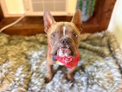 Igor Smooches thumbnail 14