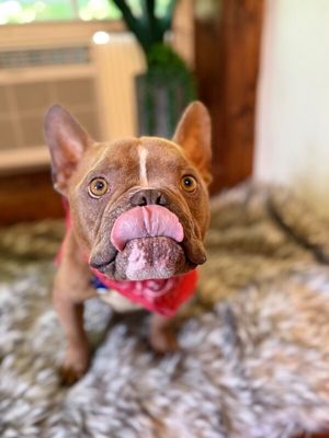 Igor Smooches thumbnail 16