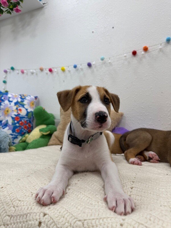 Astro Snugglebug - Photo 1