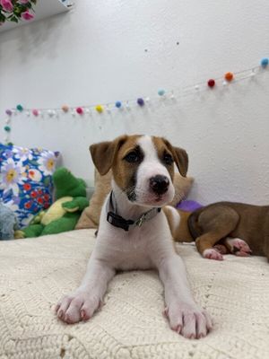 Astro Snugglebug thumbnail 1