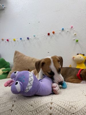 Astro Snugglebug thumbnail 3