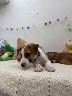 Astro Snugglebug thumbnail 6