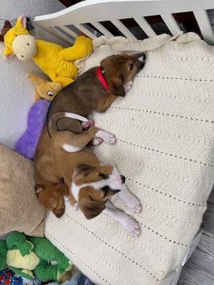 Astro Snugglebug thumbnail 7