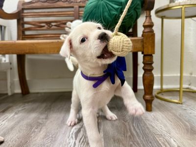 Buttercup Coconut Toy Story thumbnail 12