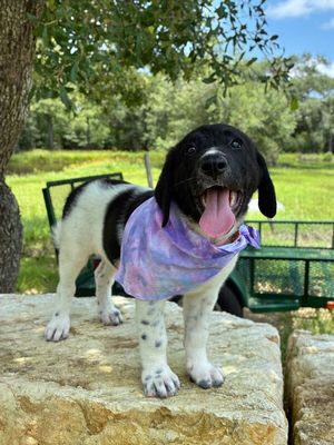 Gracie Good Girl thumbnail 1
