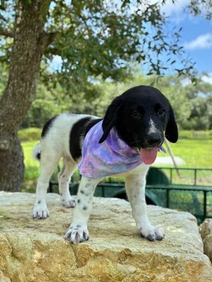 Gracie Good Girl thumbnail 4