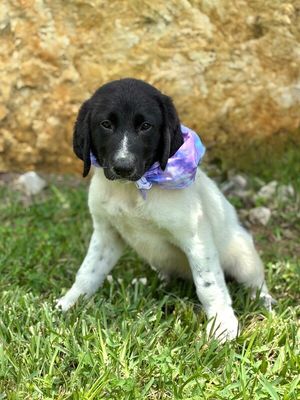 Gracie Good Girl thumbnail 6