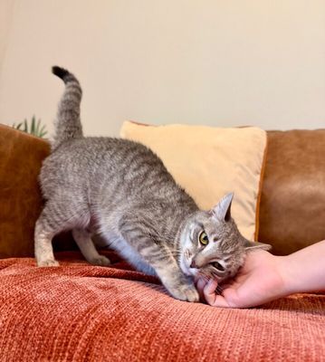Clementine Cuddle Bug thumbnail 7