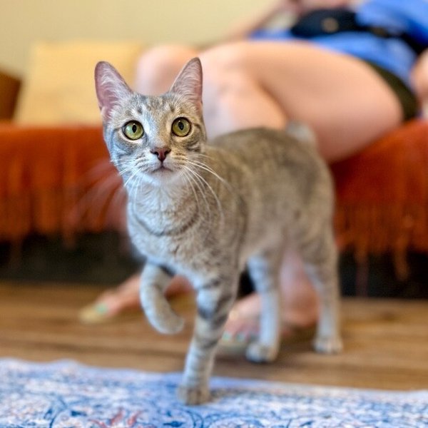 Clementine Cuddle Bug, a Tabby cat