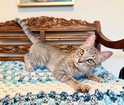 Clementine Cuddle Bug thumbnail 18