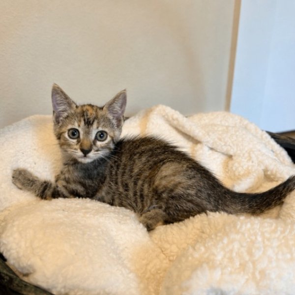 Joan Jet, a Tabby cat