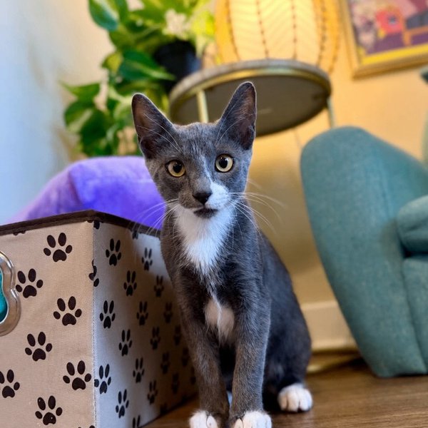 Neymar Junior Wins Hearts, a Tuxedo cat