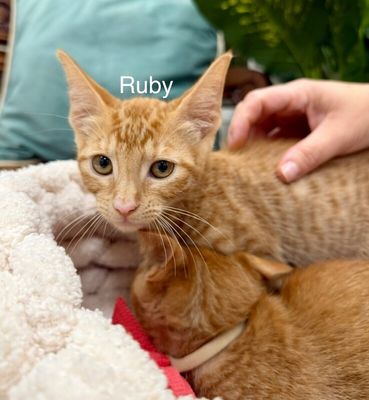 Ruby Honeycutt thumbnail 2