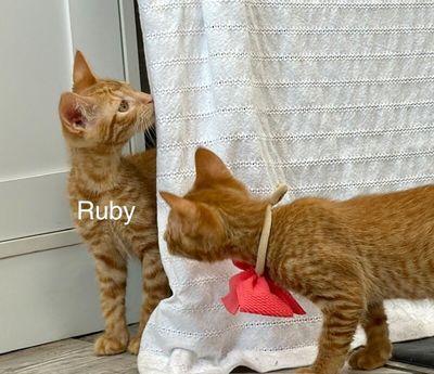 Ruby Honeycutt thumbnail 5
