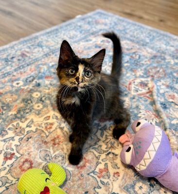 Twixie Twix Torti Cutie thumbnail 8