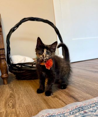 Twixie Twix Torti Cutie thumbnail 7