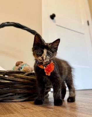 Twixie Twix Torti Cutie thumbnail 17