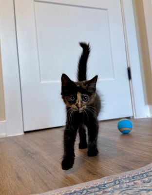 Twixie Twix Torti Cutie thumbnail 9