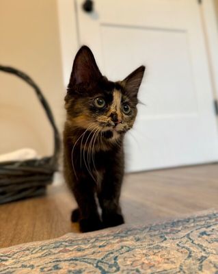 Twixie Twix Torti Cutie thumbnail 11