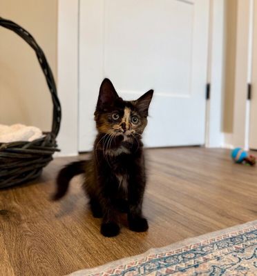 Twixie Twix Torti Cutie thumbnail 15