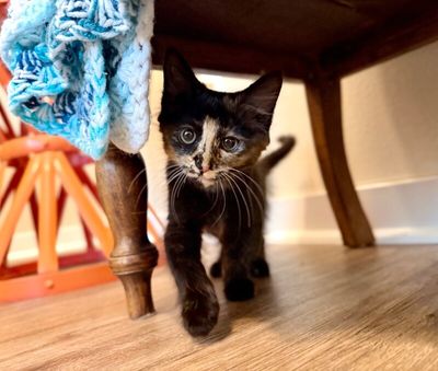 Twixie Twix Torti Cutie thumbnail 12