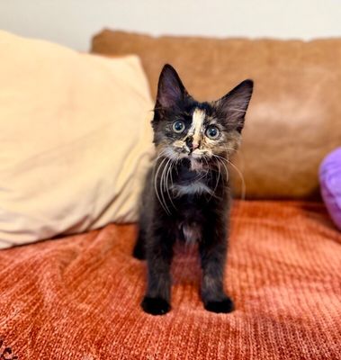 Twixie Twix Torti Cutie thumbnail 14