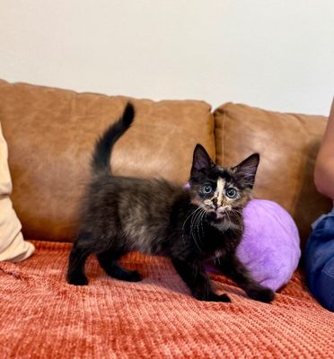 Twixie Twix Torti Cutie thumbnail 10