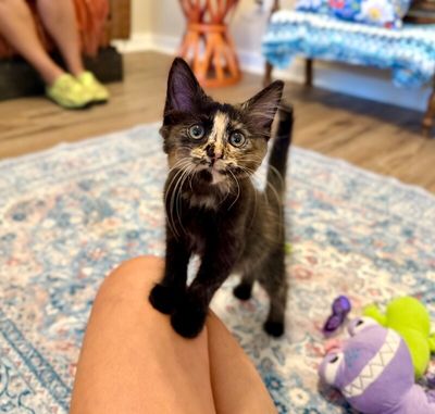 Twixie Twix Torti Cutie thumbnail 3