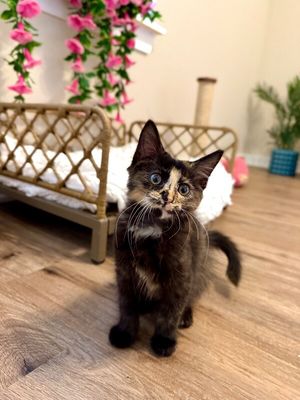 Twixie Twix Torti Cutie thumbnail 1