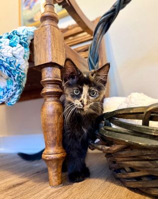 Twixie Twix Torti Cutie thumbnail 5