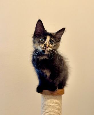 Twixie Twix Torti Cutie thumbnail 4