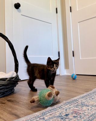 Twixie Twix Torti Cutie thumbnail 18
