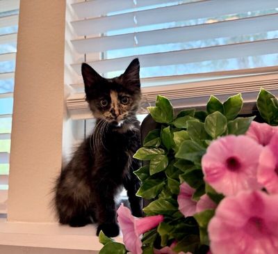 Twixie Twix Torti Cutie thumbnail 2