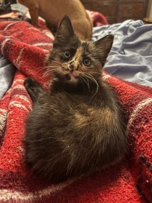 Twixie Twix Torti Cutie thumbnail 6