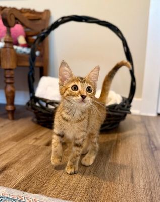 Gingersnap Extra Sweet thumbnail 16