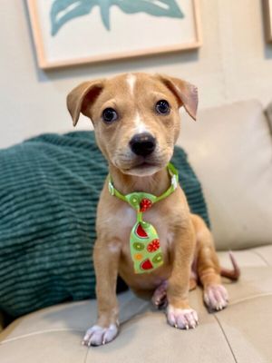 Cannoli The Small and Mighty Cutie thumbnail 1