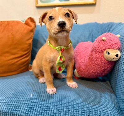 Cannoli The Small and Mighty Cutie thumbnail 6